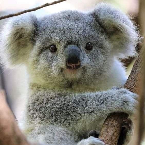 Koala Close Up