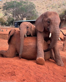 Two young elephants playing, one lying on red dirt while another leans on it at a wildlife sanctuary