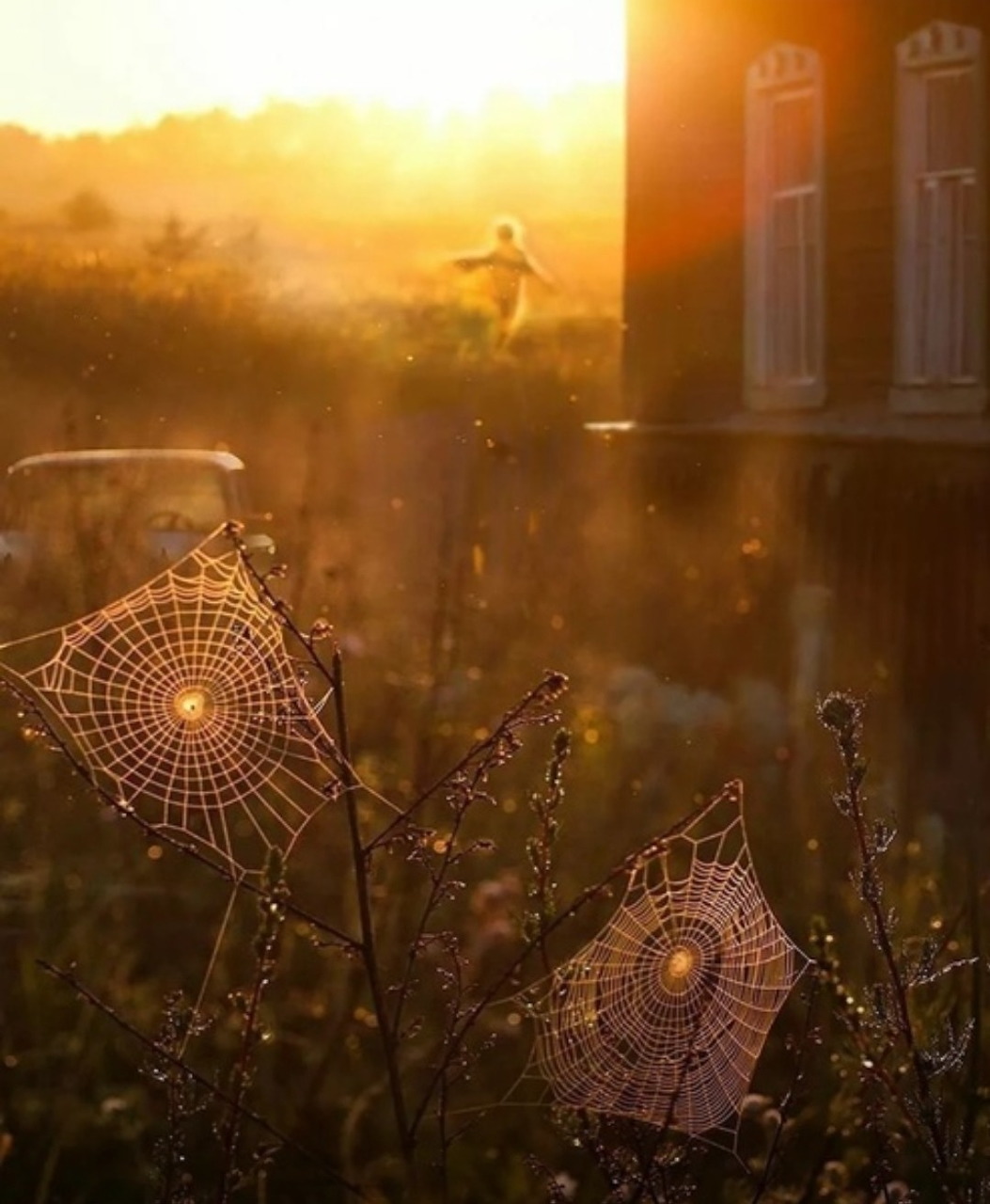 Dew-covered spider webs backlit by golden sunrise with blurred figure and building in background