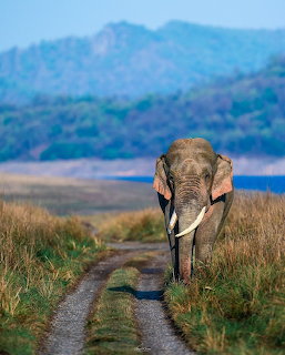 Elephant walking on rural dirt road toward camera with mountains behind