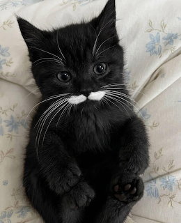 Black kitten with white mustache markings lying on a light floral blanket