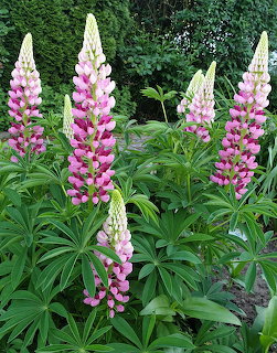Pink and white lupine flowers bloming in a green garden