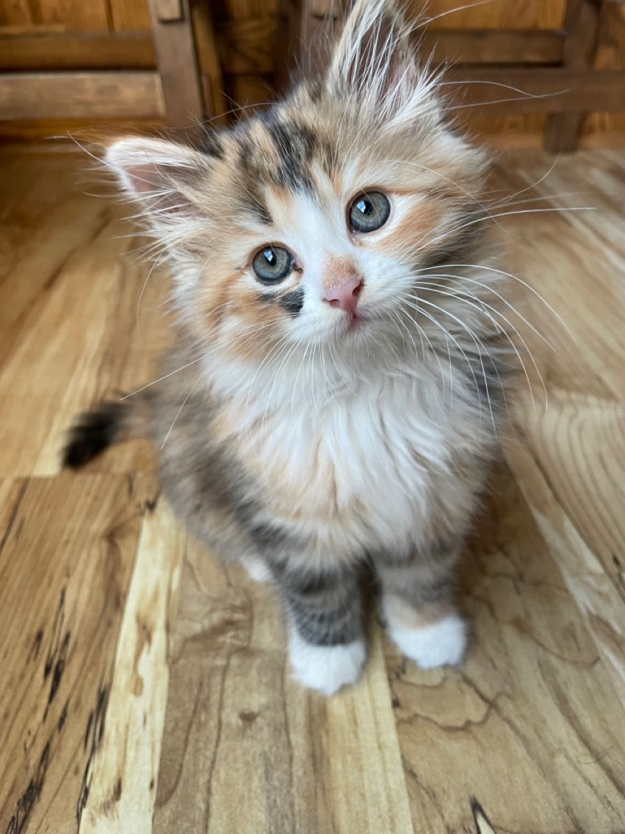 Fluffy Kitten on Wooden Floor