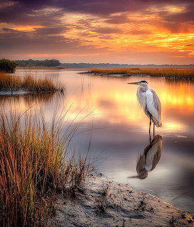 White egret standing in reflective marsh water at sunset with reeds and orange sky