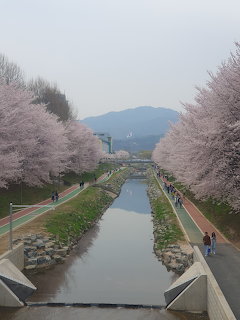 Canal flanked by rows of pink cherry blossom trees with walking paths and distant mountains