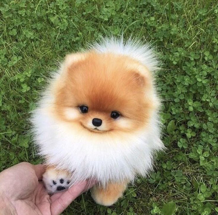 Pomeranian Puppy on Grass