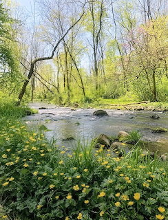 Buttercups by the Stream