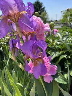 Purple iris flowers with orange beards bloming in garden under blue sky