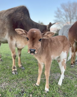 Young brown and white calf standing in green pasture with adult cattle behind