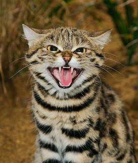 Striped tabby kitten hissing with mouth wide open showing teeth and pink tongue