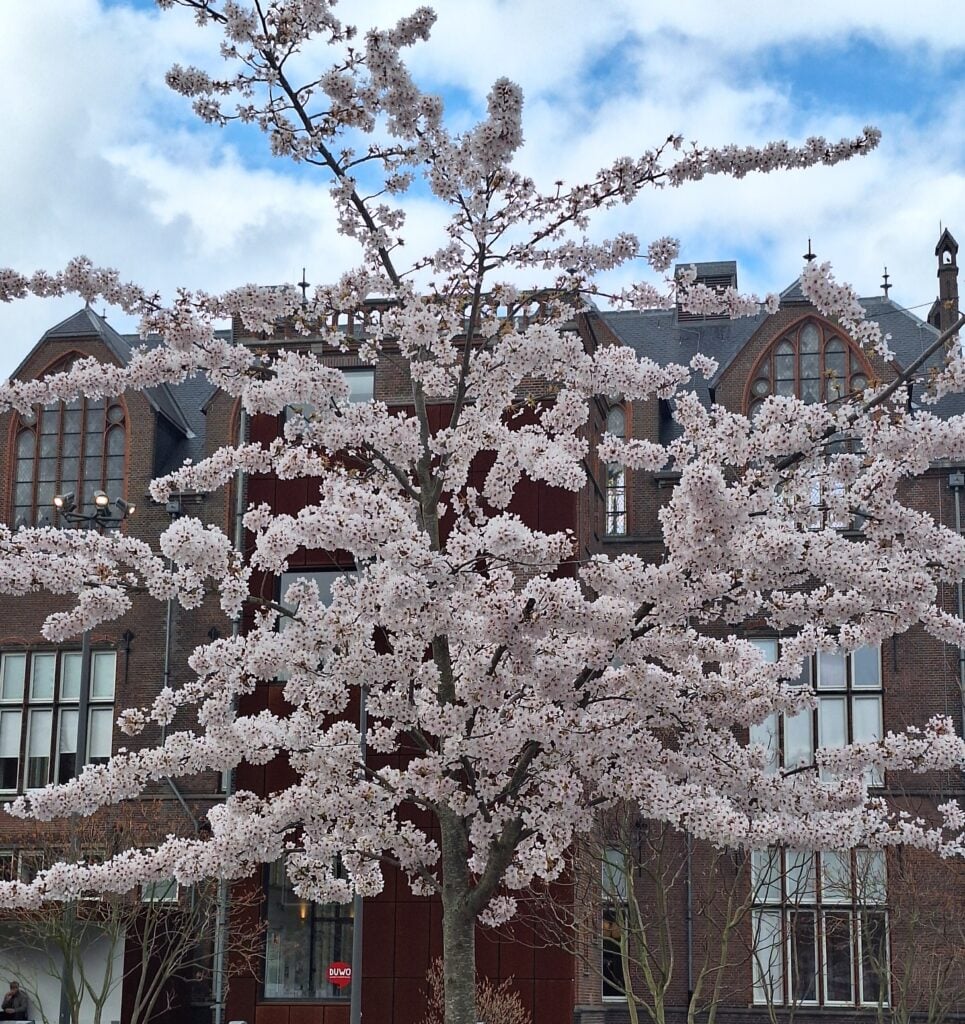 Spring Cherry Blossom Tree