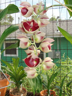 Catasetum orchid with cream and maroon flowers on a tall spike in a greenhouse