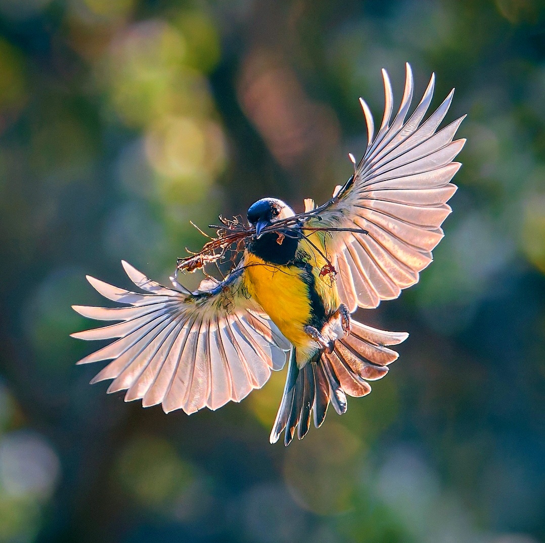 Blue tit bird flying with wings spread wide, holding twigs in beak