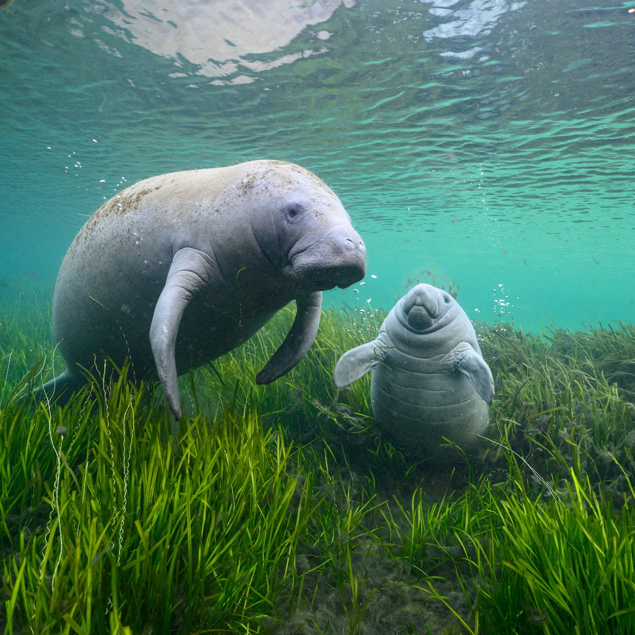 Manatees