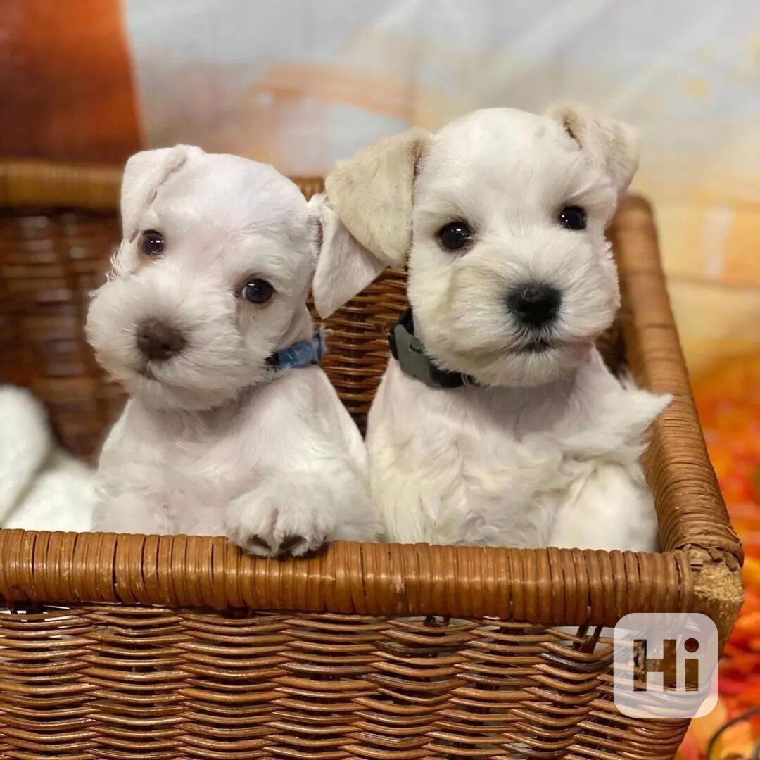 Two white puppies sitting in a wicker basket indoors