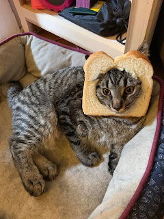 Cat in Bread Slice