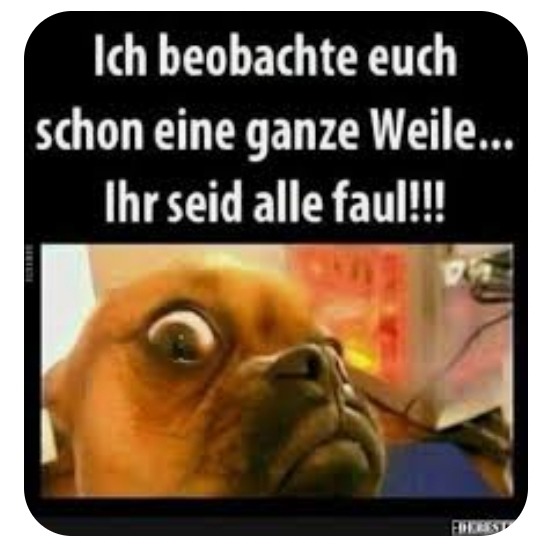 Wide-eyed brown dog close-up with German meme text above
