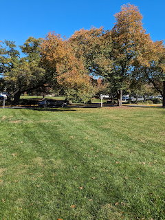 Autumn trees beside a green lawn under a clear blue sky