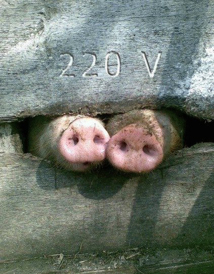 Two pink pigs looking out from under a concrete slab with 220V marking