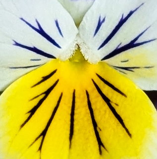 Purple White Pansy
