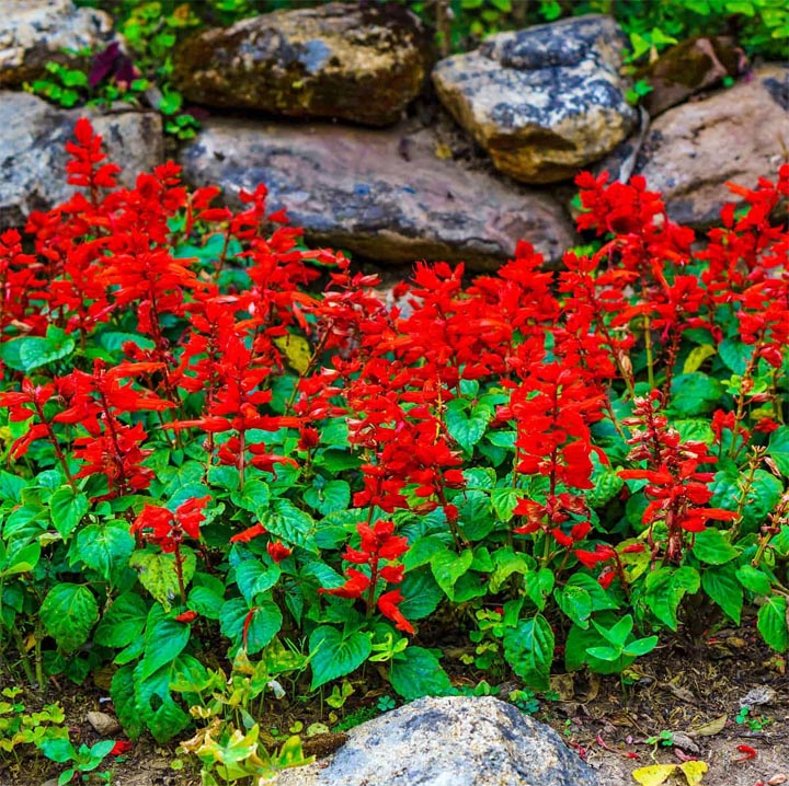 Red scarlet sage flowers growing in a garden bed with green leaves and rocks
