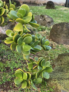 Jade Plant Succulent