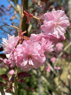 Pink Cherry Blossom Flowers