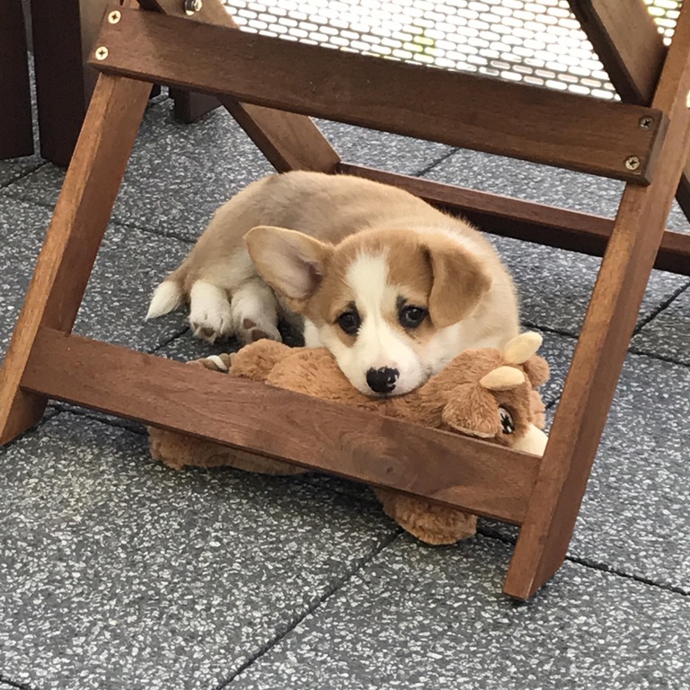Puppy with brown and white markings lying in a wooden chair with a stuffed toy
