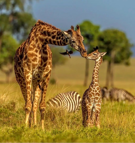 Mother Giraffe and Calf