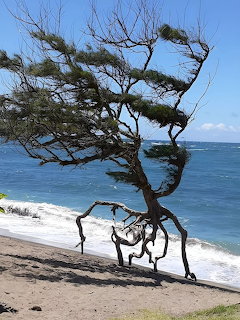 Windswept Tree on Beach