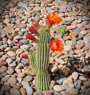 Blooming cactus with orange flowers on pebble background