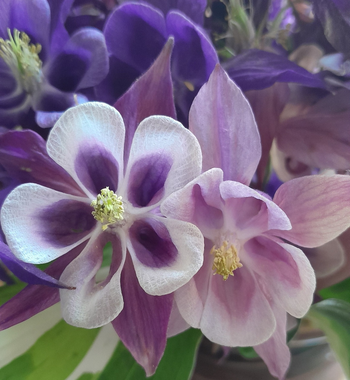 Close-up of purple and white columbine flowers with yellow stamens