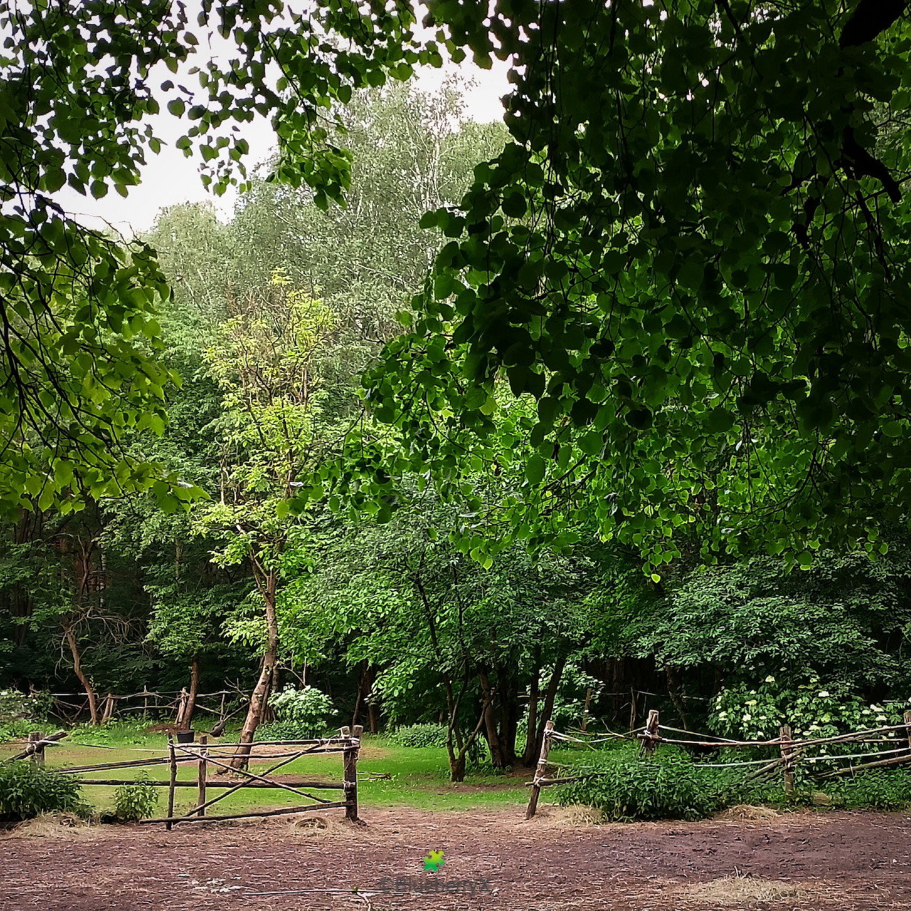 Forest Clearing Fence