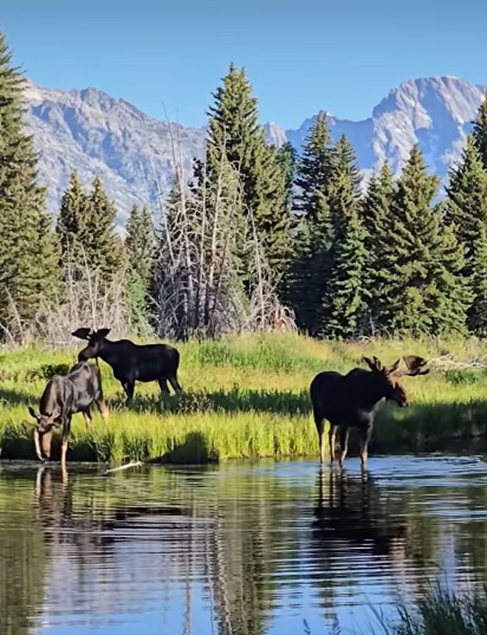 Three moose standing in a pond with pine trees and mountains in the background