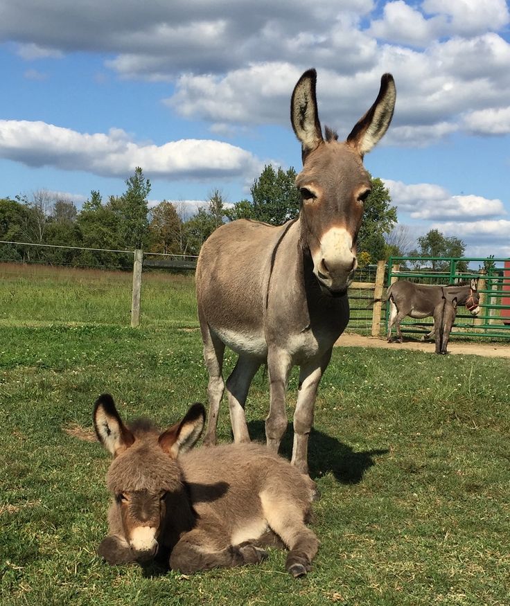 Adult donkey standing beside a young donkey lying on grass in a sunny farm pasture