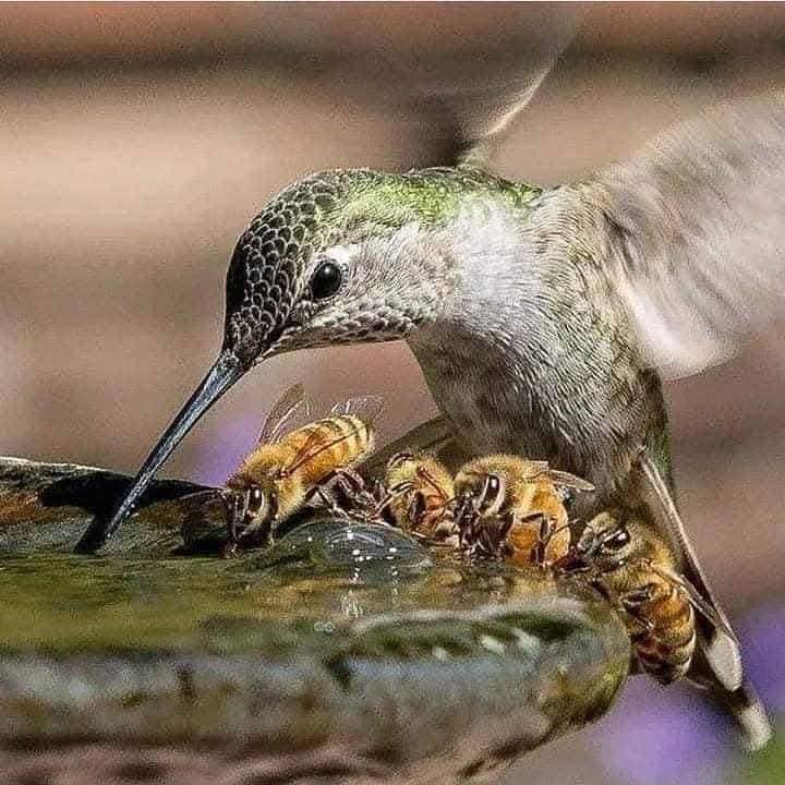 Hummingbird drinking at a birdbath with several bees on the rim