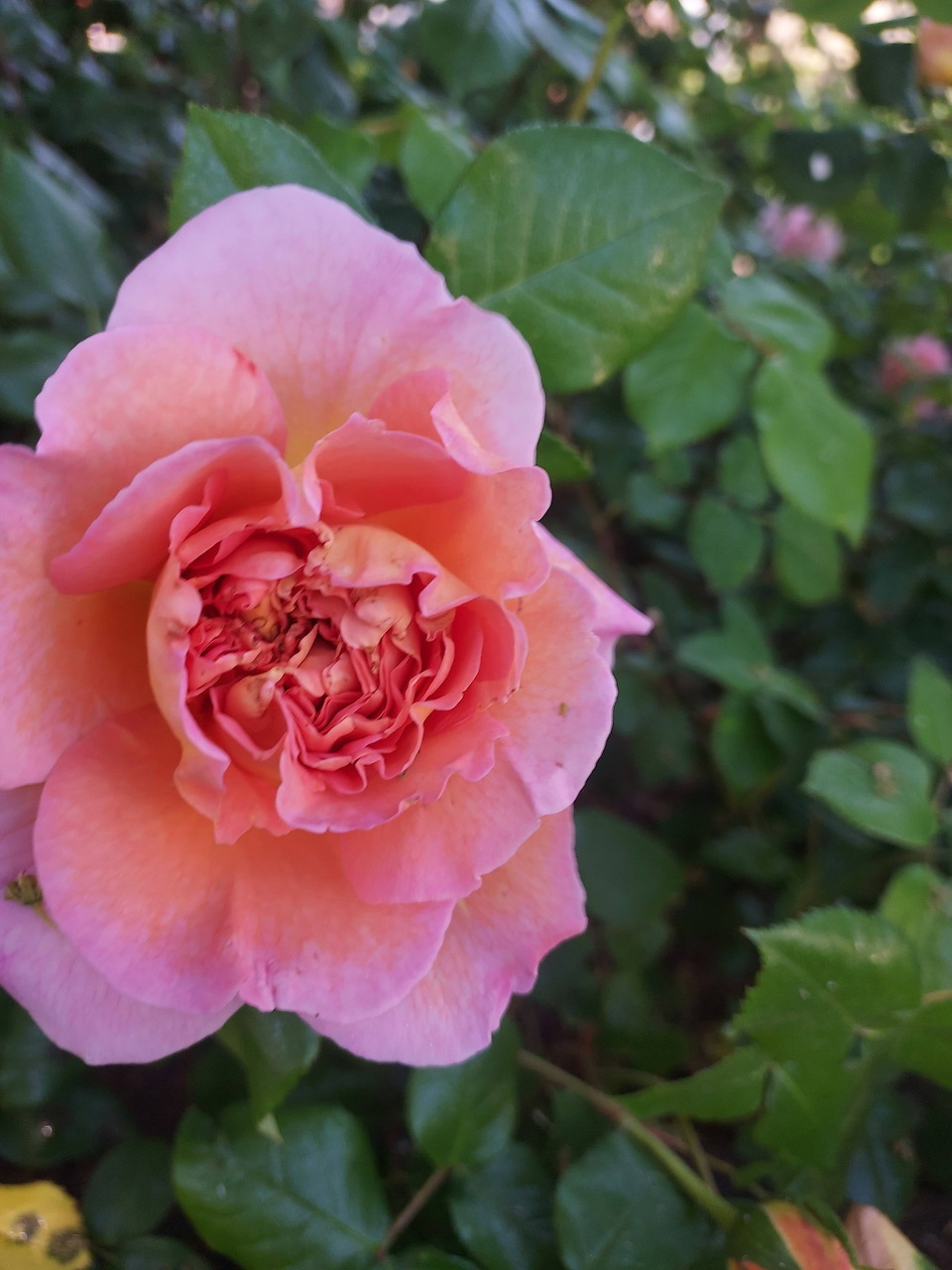 Close-up of a blooming pink and peach rose with green leaves in the background