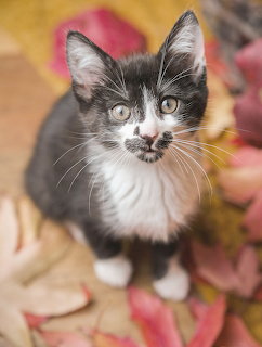 Black and white kitten sitting on wooden floor with pink flower petals