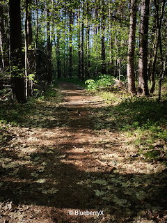 Narrow dirt path through a sunlit forest with tall trees and leaf-covered ground