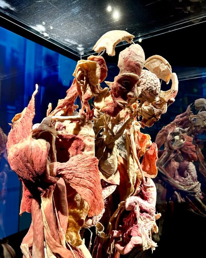 Anatomical model of human torso showing heart, blood vessels, and internal organs under glass case
