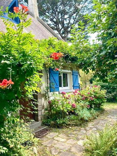 Sunny Cottage Garden Flowers