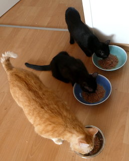 Three cats eating from bowls on wooden floor, one orange tabby and two black cats