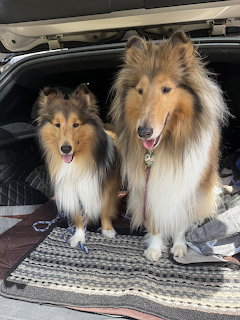 Two Collies in Car Trunk