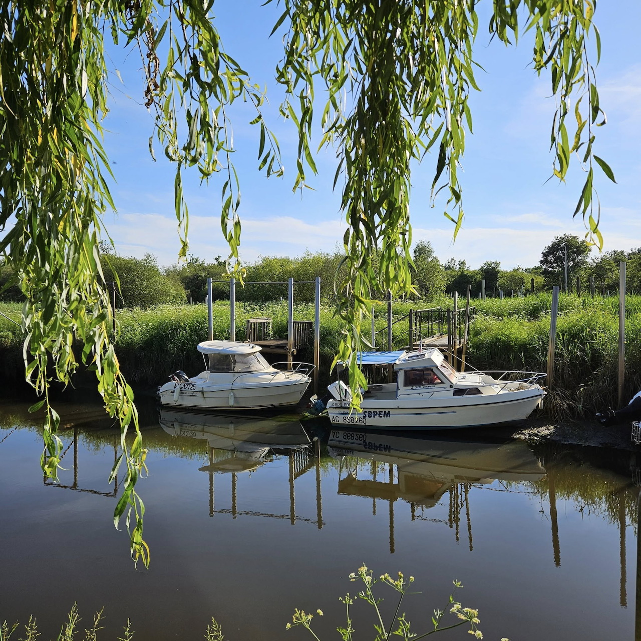 Two small boats tied along a calm canal under hanging willow branches
