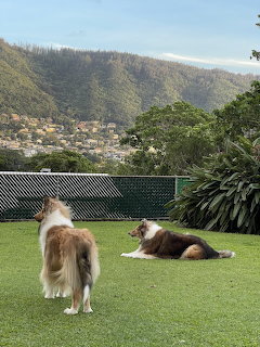 Two Collies in Backyard