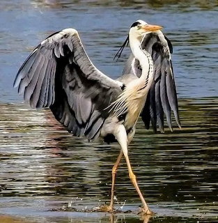 Great blue heron standing in shallow water with wings spread wide