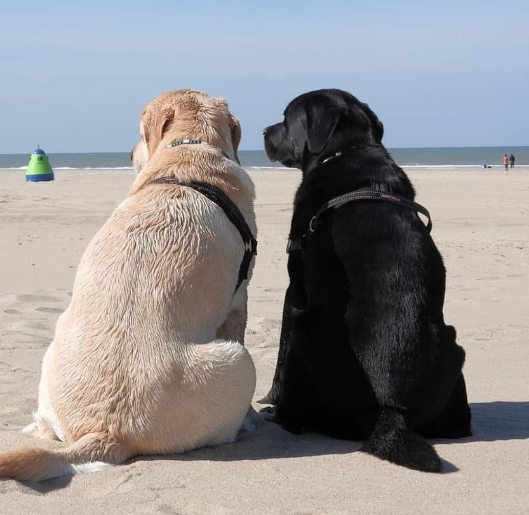 Two dogs sitting together on a sandy beach facing the sea