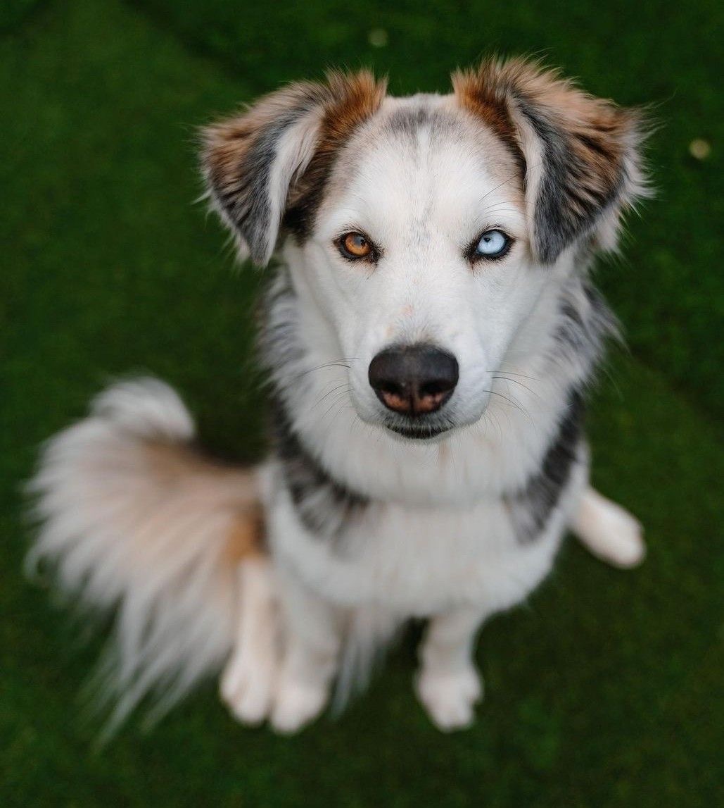 Siberian Husky mix dog with one brown and one blue eye sitting on green grass