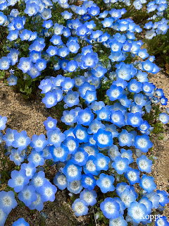Dense patch of blue nemophila flowers covering the ground in a garden