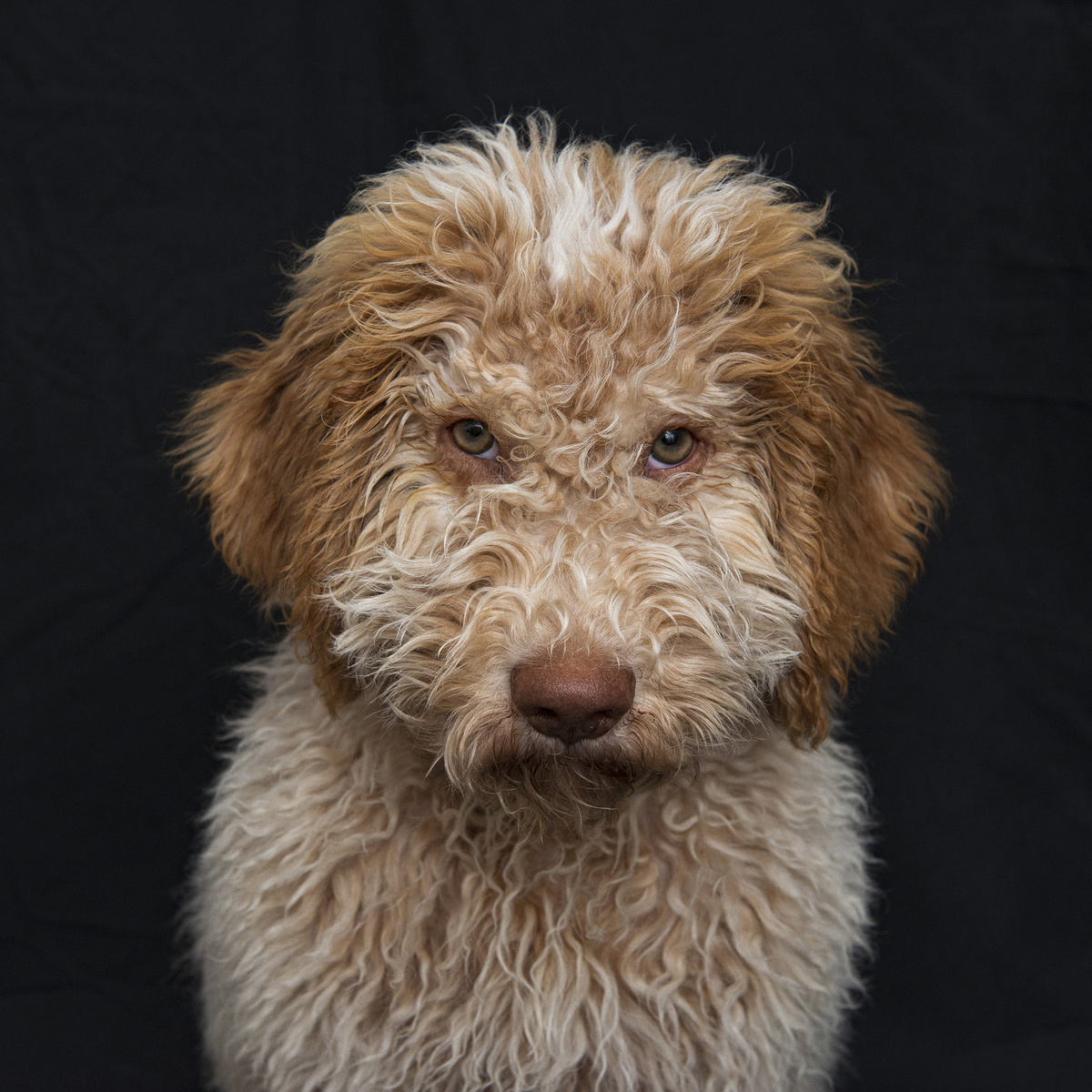 Portrait of an Italian Waterdog with curly brown and white fur looking at camera against dark background